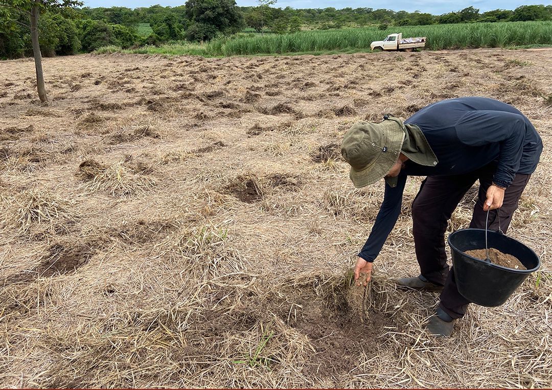 Estudo aponta semeadura direta como um método eficaz para promover a biodiversidade no Cerrado